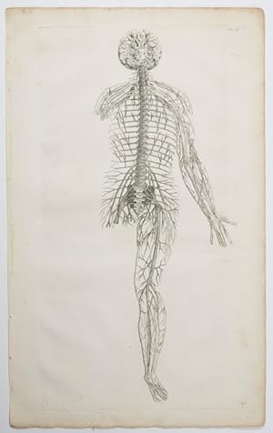 Opera omnia anatomica & chirurgica, 47. Tabula.