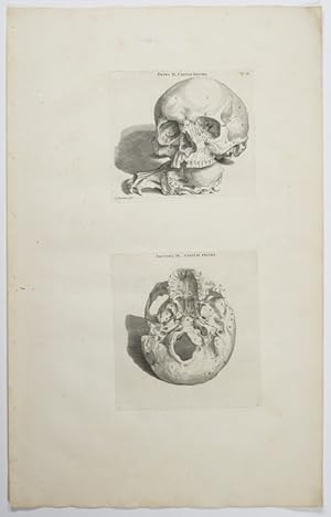 Opera omnia anatomica & chirurgica, 5. Tabula: Schädel.