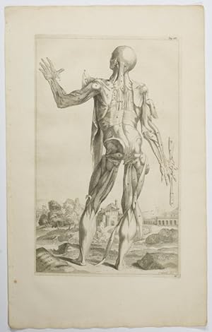Opera omnia anatomica & chirurgica, 33. Tabula: Undecima musculorum tabula.