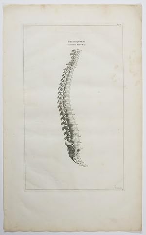 Opera omnia anatomica & chirurgica, 8. Tabula: Wirbelsäule.