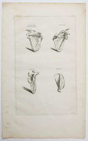 Opera omnia anatomica & chirurgica, 12. Tabula: Schulterblatt.