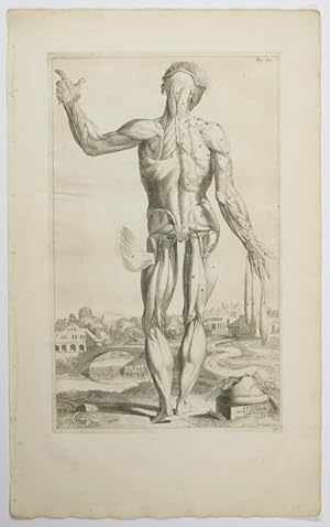 Opera omnia anatomica & chirurgica, 32. Tabula: Decima musculorum tabula.