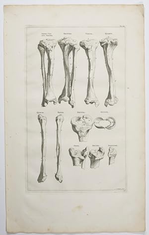 Opera omnia anatomica & chirurgica, 17. Tabula: Unterschenkelknochen.