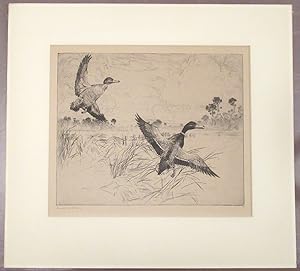 American Artist Frank Benson Pencil Signed Etching "Mallards No. 2"