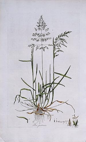 POA PRATENSIS, Curtis Original Antique Botanical Print Flora Londinensis 1777