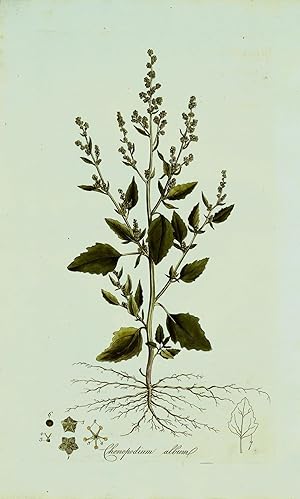 CHENOPODIUM ALBUM,Curtis Original Antique Botanical Print Flora Londinensis 1777