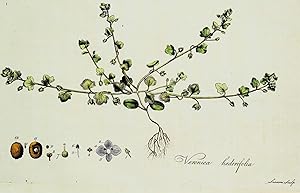 IVY LEAVED SPEEDWELL Curtis Large Antique Botanical Print Flora Londinensis 1777
