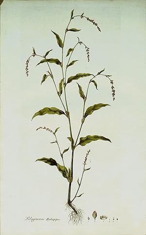 POLYGONUM HYDROPIPER ,Curtis Antique Botanical Print Flora Londinensis 1777