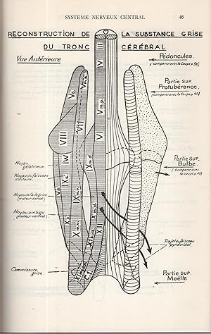 Seller image for Schmas d'Anatomie. - En Neuf Fascicule- Neuvime Fascicule - Systme Nerveux Central. for sale by PRISCA