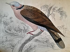 Imagen del vendedor de The Naturalist's Library . Ornithology Vol VIII Birds of western Africa a la venta por Nikki Green Books