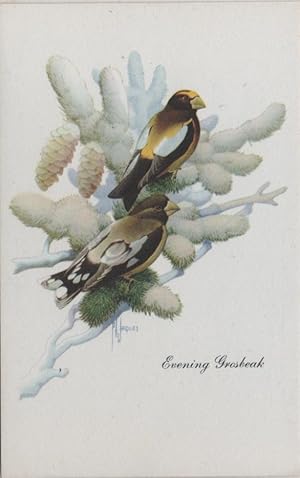 Seller image for bird postcard: Evening Grosbeak for sale by Mobyville