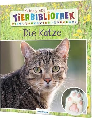 Meine große Tierbibliothek: Die Katze: Sachbuch für Vorschule & Grundschule Sachbuch für Vorschul...