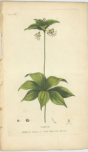 Medola Virginica (Indian Cucumber).