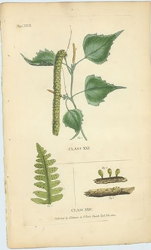 Betula Populifolia [Grey Birch], Virginian Polypody or Male-Fern.