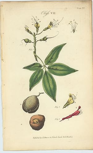 Æsculus Parviflora [Bottlebrush Buckeye].