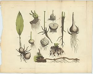 The Bulb.of the Atamasco Lily (Amaryllis Atamasco, The Root of the Fumaria Cucullaria, Root of Wi...