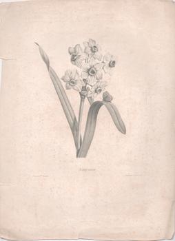 Bild des Verkufers fr Narcisse, from Etudes de fleurs et de fruits: peints d'apres nature. zum Verkauf von Wittenborn Art Books