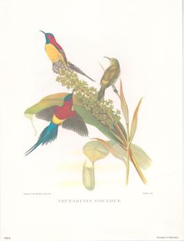 Image du vendeur pour Nectarinia Gouldle. mis en vente par Wittenborn Art Books