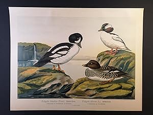 Bild des Verkufers fr Chromolithographie v. 1898. Spatel-Ente, Bffel-Ente aus Naumann, Naturgeschichte der Vgel zum Verkauf von ANTIQUARIAT Franke BRUDDENBOOKS