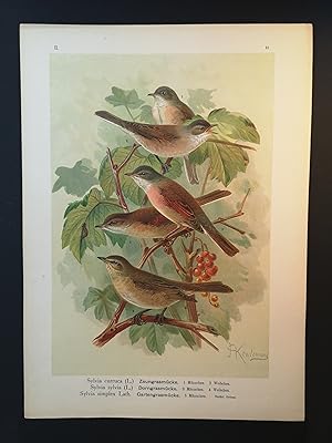 Bild des Verkufers fr Chromolithographie v. 1898. Zaungrasmcke, Dorngrasmcke. zum Verkauf von ANTIQUARIAT Franke BRUDDENBOOKS