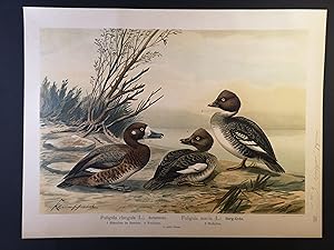 Chromolithographie v. 1898. Schellente, Berg-Ente aus Naumann, Naturgeschichte der Vögel