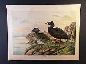 Bild des Verkufers fr Chromolithographie v. 1898. Brillen-Ente aus Naumann, Naturgeschichte der Vgel zum Verkauf von ANTIQUARIAT Franke BRUDDENBOOKS