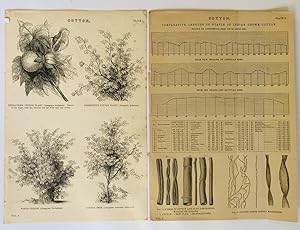 Cotton Plants Antique Print