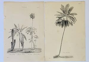 Palm Trees Antique Prints