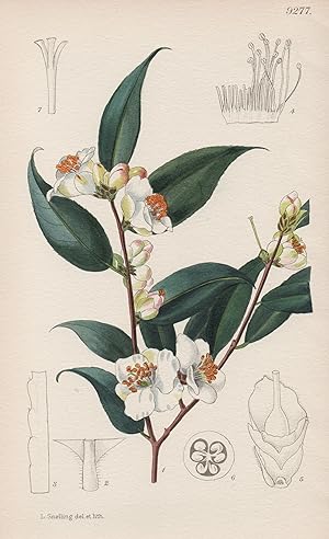 "Camellia Cuspidata. Tab 9277" - China / Pflanze Planzen plant plants / flower flowers Blume Blum...