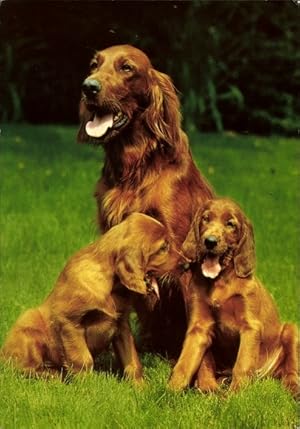 Immagine del venditore per Ansichtskarte / Postkarte Drei Hunde, Irish Red Setter venduto da akpool GmbH