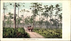 Image du vendeur pour Ansichtskarte / Postkarte Florida USA, Pine Barrens mis en vente par akpool GmbH