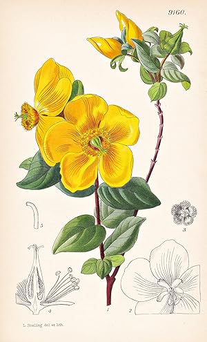 Bild des Verkufers fr Hypericum Leschenaultii. Tab 9160" - British Malaya Britisch-Malaya / Pflanze Planzen plant plants / flower flowers Blume Blumen / botanical Botanik botany / aus "Curtis's Botanical Magazine; or Flower-Garden Displayed" zum Verkauf von Antiquariat Steffen Vlkel GmbH