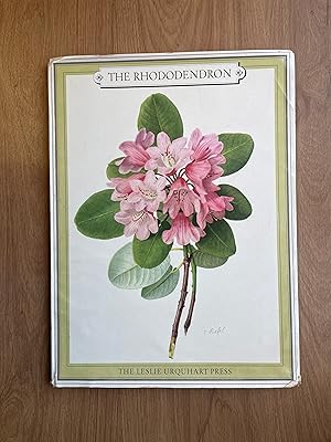 Seller image for THE RHODODENDRON for sale by Old Hall Bookshop, ABA ILAB PBFA BA