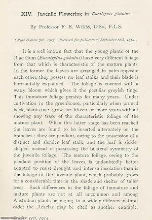 Seller image for Juvenile Flowering in Eucalyptus Globulus. An original article from the Memoirs of the Literary and Philosophical Society of Manchester, 1915. for sale by Cosmo Books
