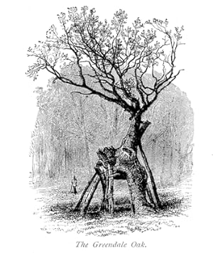 Sherwood Forest Oaktrees ,Antique Print