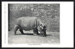 Bild des Verkufers fr Ansichtskarte London, Gardens of Zoological Society, Young Hippopotamus zum Verkauf von Bartko-Reher