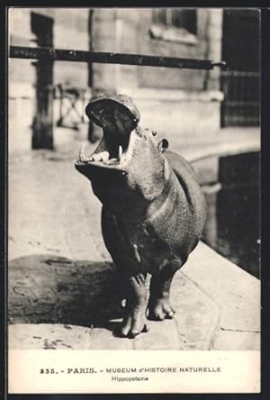 Bild des Verkufers fr Ansichtskarte Paris, Museum d`Histoire Naturelle, Hippopotame zum Verkauf von Bartko-Reher