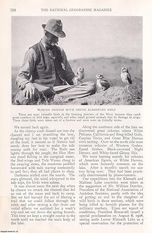 Hunting Birds with a Camera. A Record of Twenty Years of Adventure in Obtaining Photographs of Fe...