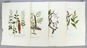 A COLLECTION OF 27 BOTANICAL PLATES FROM "PHYTANTHOZA ICONOGRAPHIE."