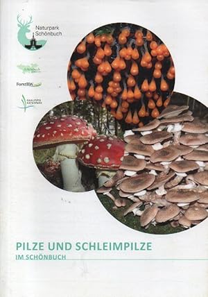 Pilze und Schleimpilze im Schönbuch.