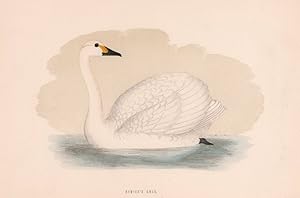 Bewick's Swan