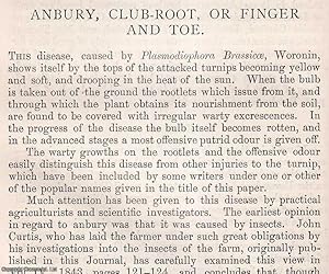 Imagen del vendedor de Anbury, Club-Root, or Finger & Toe : a disease caused by Plasmodiophora Brassicoe, Woronin. An original article from the Journal of the Royal Agricultural Society of England, 1893. a la venta por Cosmo Books