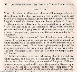 Seller image for 1846. White Mustard. An original article from the Journal of the Royal Agricultural Society of England, 1846. for sale by Cosmo Books