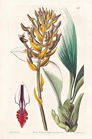 Seller image for Eria armeniaca" - Orchidee orchid / Philippines Philippinen / flowers Blume flower Botanik botany botanical for sale by Antiquariat Steffen Vlkel GmbH
