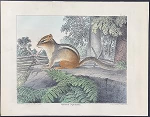 Seller image for Ground Squirrel (Chipmunk) for sale by Trillium Antique Prints & Rare Books