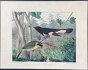 Seller image for Maryland Yellow-Throat, American Redstart for sale by Trillium Antique Prints & Rare Books