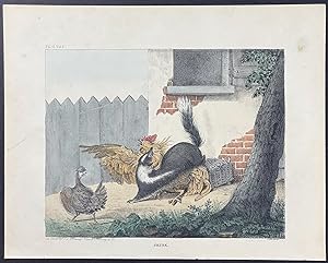 Seller image for Skunk with Rooster & Chicken for sale by Trillium Antique Prints & Rare Books