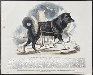 Esquimaux Dog