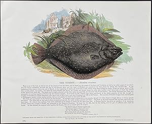 Turbot (Flounder Fish)