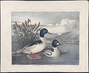 Seller image for Goosander, Golden Eye Duck for sale by Trillium Antique Prints & Rare Books